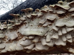 Trichaptum abietinum