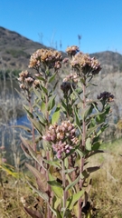 Pluchea odorata odorata