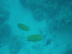 Chaetodon semilarvatus