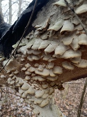 Trichaptum abietinum