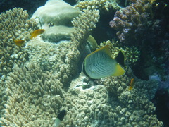 Chaetodon trifascialis