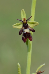 Ophrys insectifera