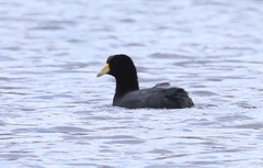 Fulica ardesiaca