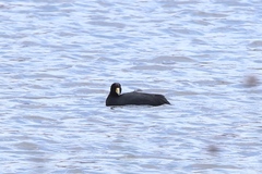 Fulica ardesiaca