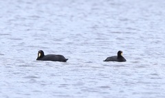 Fulica ardesiaca