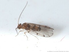 Ectopsocus