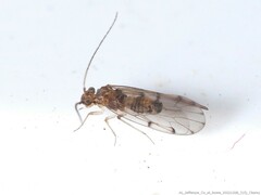 Ectopsocus