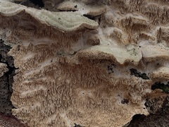 Trichaptum abietinum