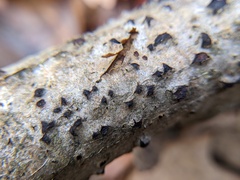 Eutypella leprosa