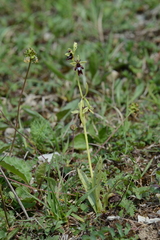 Ophrys insectifera