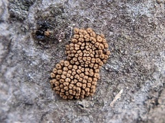 Merismodes