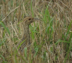Nothoprocta cinerascens
