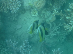 Heniochus intermedius