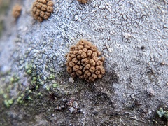 Merismodes