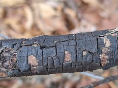 Graphostroma platystomum