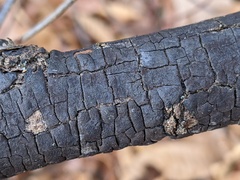 Graphostroma platystomum