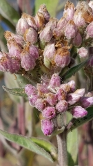 Pluchea odorata odorata