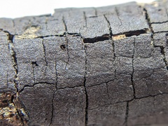 Graphostroma platystomum