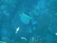 Pomacanthus imperator