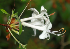 Rhododendron viscosum
