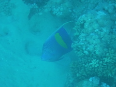 Pomacanthus maculosus