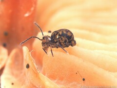 Ptenothrix
