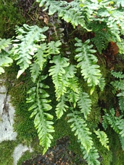 Polypodium vulgare