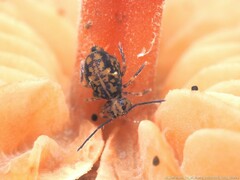 Ptenothrix