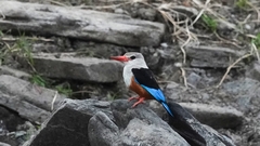 Halcyon leucocephala