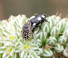 Oxythyrea testaceoguttata