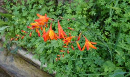 Crocosmia ×crocosmiiflora image