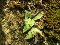 Pinguicula