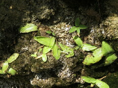 Pinguicula