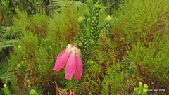 Erica pectinifolia