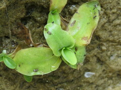 Pinguicula