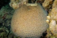 Lobophyllia erythraea