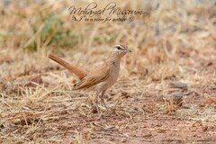 Cercotrichas galactotes