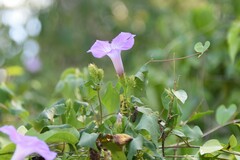 Ipomoea crinicalyx