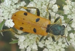 Trichodes octopunctatus