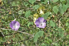 Ipomoea crinicalyx