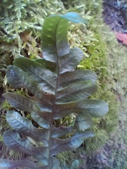 Polypodium vulgare