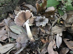 Agaricus endoxanthus