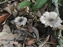 Agaricus endoxanthus