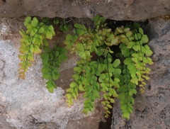 Adiantum orbignyanum