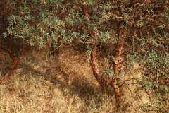 Polylepis
