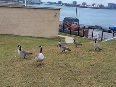 Branta canadensis