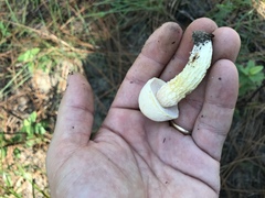 Austroboletus subflavidus