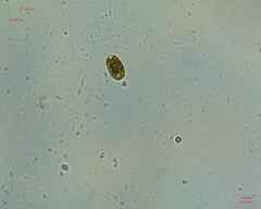 Chlamydomonadales