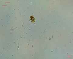 Chlamydomonadales