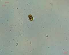 Chlamydomonadales